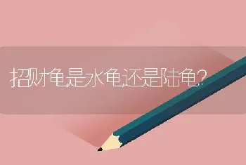 招财龟是水龟还是陆龟？