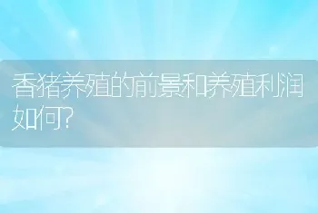 香猪养殖的前景和养殖利润如何？