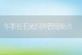 冬季长毛兔饲养管理要点