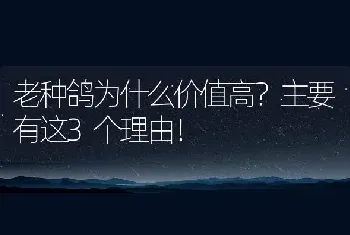 老种鸽为什么价值高？主要有这3个理由！