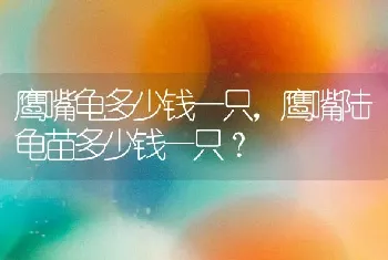 鹰嘴龟多少钱一只，鹰嘴陆龟苗多少钱一只？