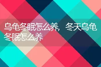 乌龟冬眠怎么养，冬天乌龟冬眠怎么养