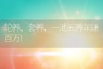 轮养、套养，一池五养年赚百万！