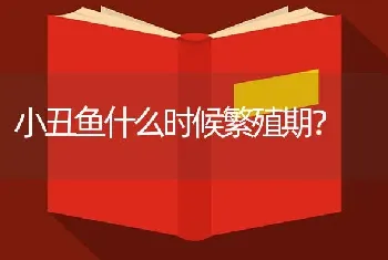 小丑鱼什么时候繁殖期？