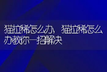 猫拉稀怎么办，猫拉稀怎么办教你一招解决