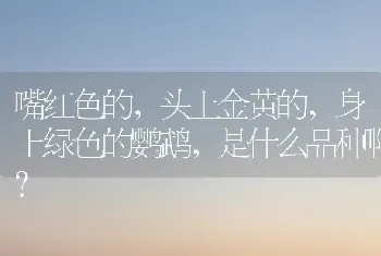 嘴红色的，头上金黄的，身上绿色的鹦鹉，是什么品种啊？