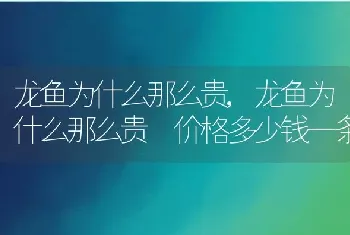 龙鱼为什么那么贵，龙鱼为什么那么贵 价格多少钱一条