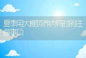 夏季用大棚饲养肉鸭时的注意事项