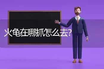 平毛巡回猎犬。边牧。和伯恩山。这三种哪个适合在家养，综合考虑的话呢，我家没有院子，他们会乱叫？