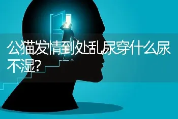 公猫发情到处乱尿穿什么尿不湿？