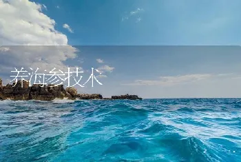 养海参技术