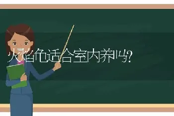 火焰龟适合室内养吗？