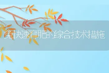 兔快速育肥的综合技术措施