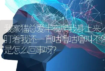 我家猫总爱半夜爬我身上来盯着我还一直咕噜咕噜叫不停是怎么回事呀？