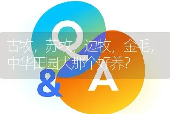 古牧，苏牧，边牧，金毛，中华田园犬那个好养？