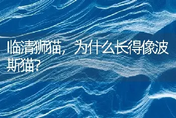 临清狮猫，为什么长得像波斯猫？