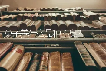 兔子养什么品种不臭？