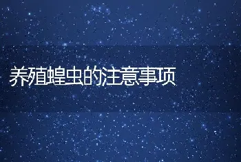 养殖蝗虫的注意事项