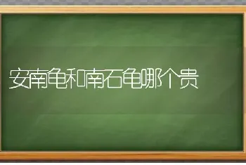 安南龟和南石龟哪个贵