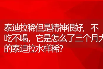 泰迪拉稀但是精神很好，不吃不喝