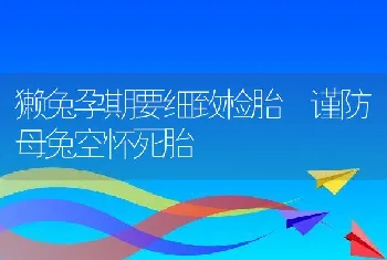 獭兔孕期要细致检胎 谨防母兔空怀死胎