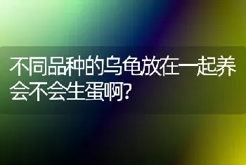 不同品种的乌龟放在一起养会不会生蛋啊？