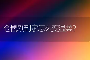 仓鼠刚到家怎么变温柔？