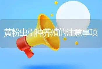 黄粉虫引种养殖的注意事项