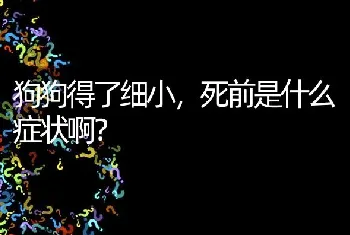 狗狗得了细小，死前是什么症状啊？