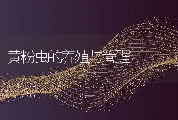 黄粉虫的养殖与管理