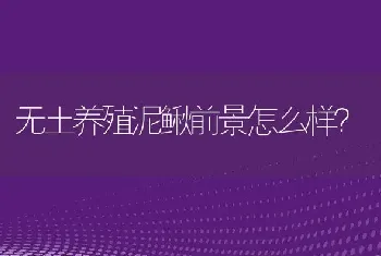 无土养殖泥鳅前景怎么样？