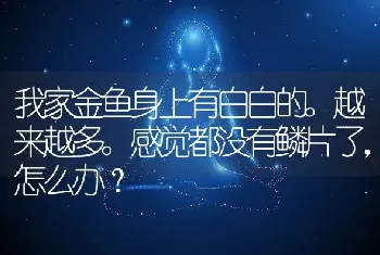 我家金鱼身上有白白的。越来越多。感觉都没有鳞片了，怎么办？