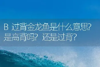 B过背金龙鱼是什么意思？是高背吗？还是过背？