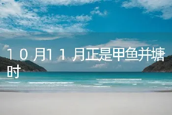 10月11月正是甲鱼并塘时