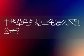 中华草龟外塘草龟怎么区别公母？