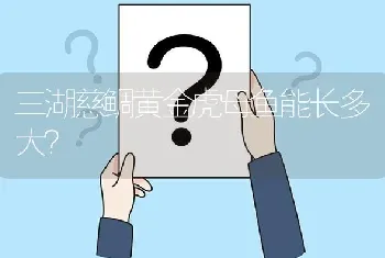 三湖慈鲷黄金虎母鱼能长多大？