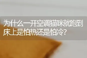 为什么一开空调猫咪就跑到床上是怕热还是怕冷？