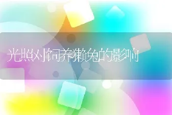 光照对饲养獭兔的影响