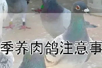 冬季养肉鸽注意事项