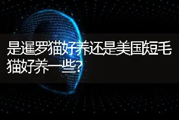 是暹罗猫好养还是美国短毛猫好养一些？