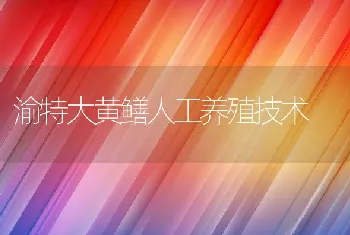 渝特大黄鳝人工养殖技术