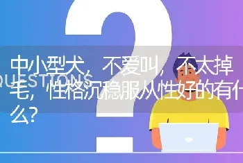 中小型犬，不爱叫，不太掉毛，性格沉稳服从性好的有什么？