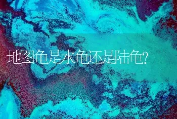 地图龟是水龟还是陆龟？