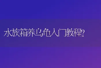 水族箱养乌龟入门教程？