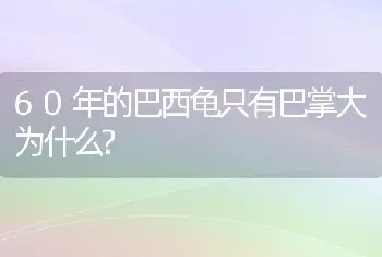 60年的巴西龟只有巴掌大为什么?