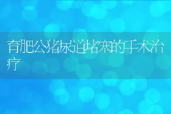 育肥公猪尿道堵塞的手术治疗