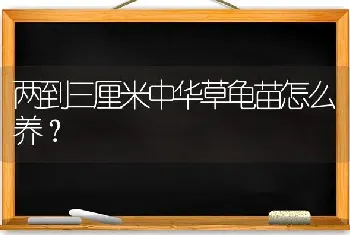 两到三厘米中华草龟苗怎么养？