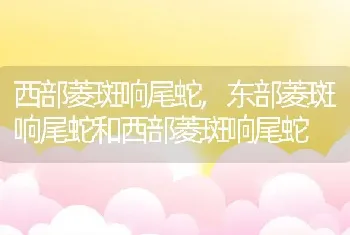 西部菱斑响尾蛇，东部菱斑响尾蛇和西部菱斑响尾蛇