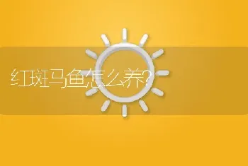 红斑马鱼怎么养？