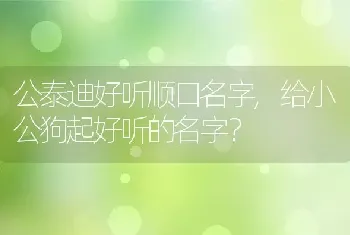 公泰迪好听顺口名字，给小公狗起好听的名字？